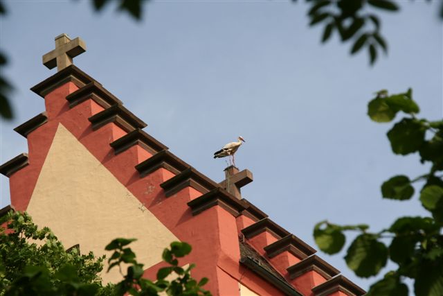 Fleischwangen