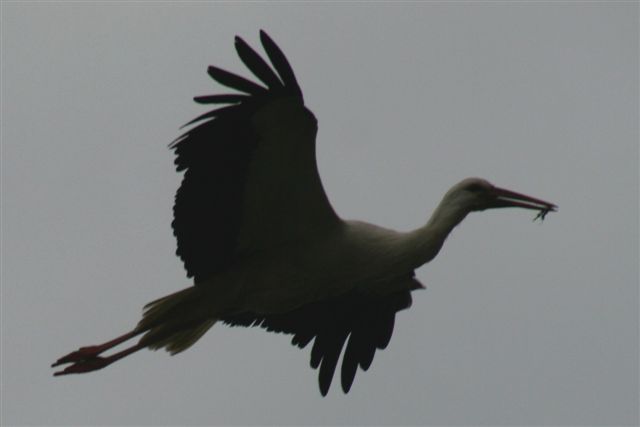 Fleischwangen 2010