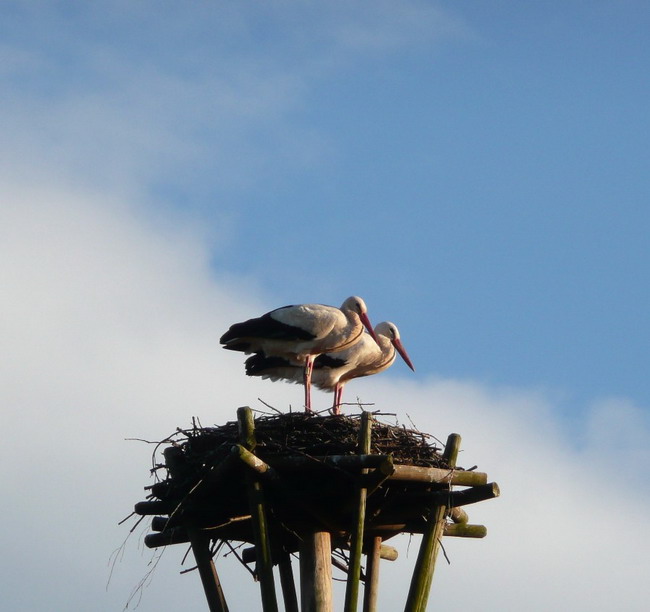 Kluftern