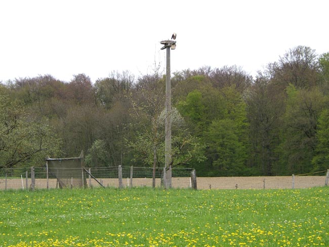 Mochenwangen