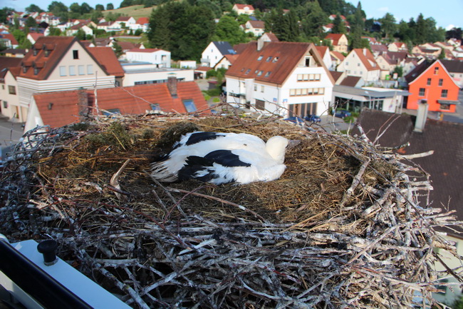 Ochsenhausen