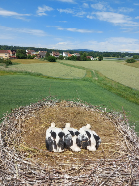 Kehlen_3_Nestlinge